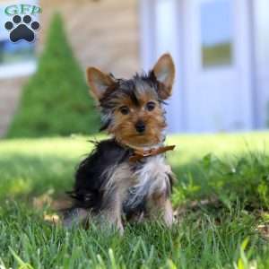 Connor, Yorkie Puppy